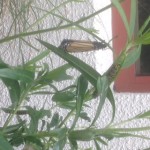 caterpillar, green chrysalis, dark chrysalis, butterfly drying its wings