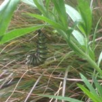 caterpillar ready to make a chrysalis